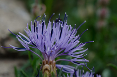 Carthamus mitissimus