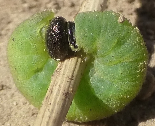 Little Glassywing photo 3