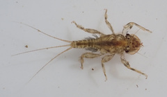 Tricorythidae