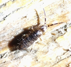 Heteromurinae