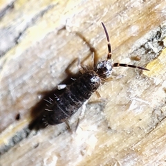Heteromurinae