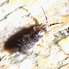 Heteromurinae