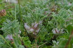 Astragalus sempervirens