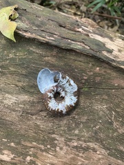 Pedinogyra rotabilis