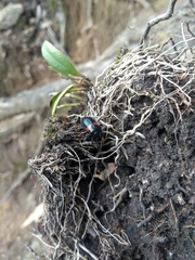 Astylus aulicus