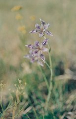 Iris dichotoma