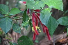 Acalypha hispida