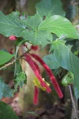 Acalypha hispida