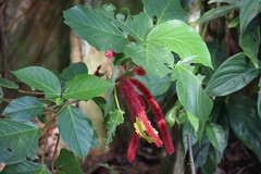 Acalypha hispida