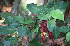 Acalypha hispida