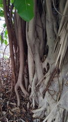 Ficus altissima