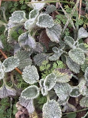 Marrubium supinum