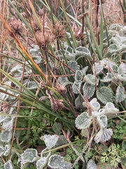 Marrubium supinum