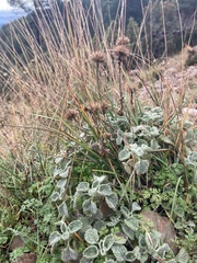 Marrubium supinum