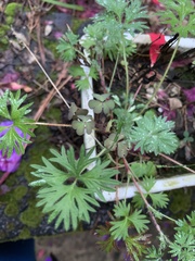 Geranium potentillifolium