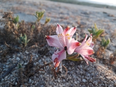 Alstroemeria hookeri