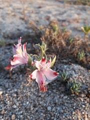 Alstroemeria hookeri