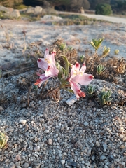 Alstroemeria hookeri