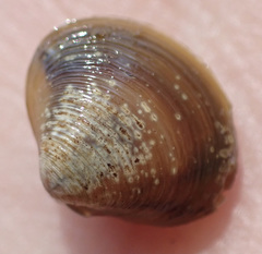 Corbicula fluminalis
