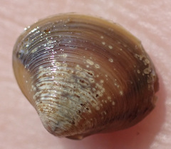 Corbicula fluminalis