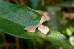 Lepidoptera