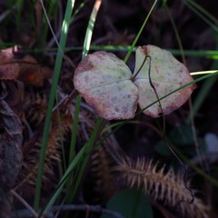 Neottia smallii