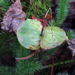 Neottia smallii
