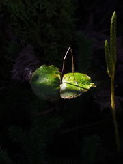 Neottia smallii