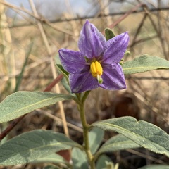Solanum campylacanthum