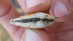 Macoma inquinata