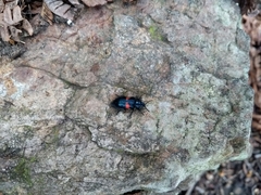 Astylus aulicus