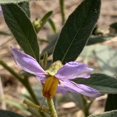 Solanum campylacanthum