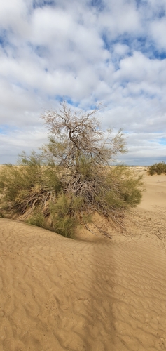 Image of Retama raetam by (c) Mehdi Chetibi, some rights reserved (CC BY)