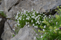 Asperula hirta