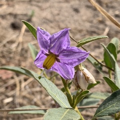 Solanum campylacanthum