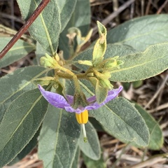 Solanum campylacanthum