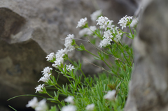 Asperula hirta