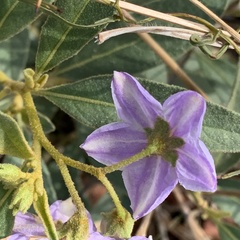 Solanum campylacanthum