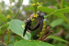 Diptera