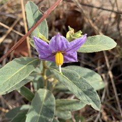 Solanum campylacanthum