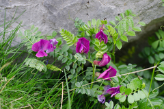 Vicia pyrenaica