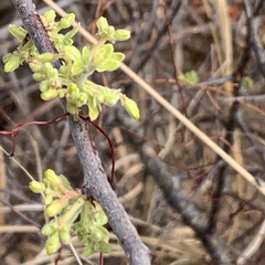 Commiphora angolensis
