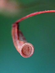 Polytrichastrum ohioense