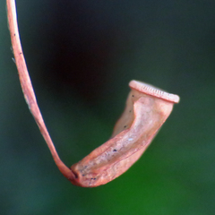 Polytrichastrum ohioense