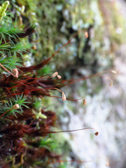 Polytrichastrum ohioense