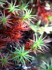 Polytrichastrum ohioense