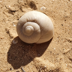 Helix melanostoma