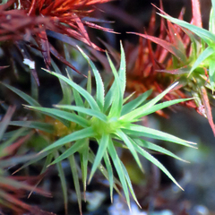 Polytrichastrum ohioense