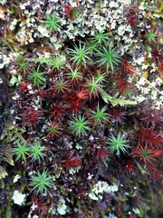 Polytrichastrum ohioense