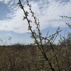 Commiphora angolensis